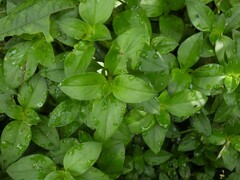 Spermacoce alata