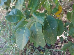 Pisonia albida