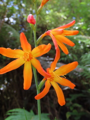 Crocosmia