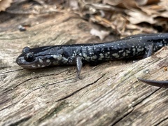 Plethodon chlorobryonis