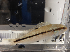 Centropristis striata