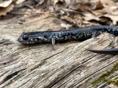 Plethodon chlorobryonis