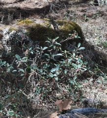 Arbutus occidentalis