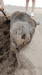 Arctocephalus australis