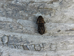 Zopheridae