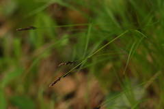 Carex montana