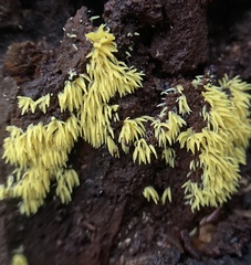 Mucronella flava