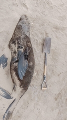 Arctocephalus australis