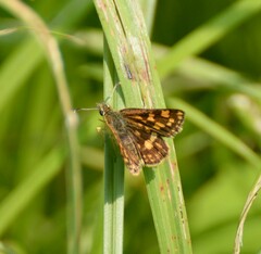 Carterocephalus mandan