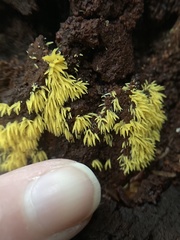 Mucronella flava