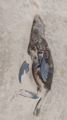 Arctocephalus australis