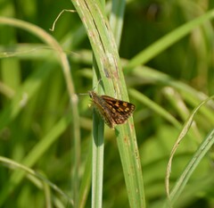 Carterocephalus mandan