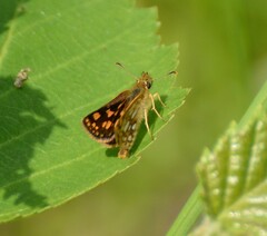 Carterocephalus mandan