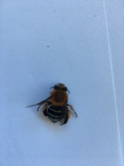 Amegilla cingulata