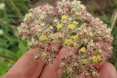 Helichrysum griseum