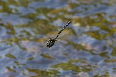 Austroaeschna pulchra