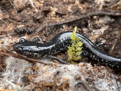 Plethodon chlorobryonis