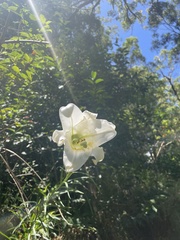 Lilium formosanum