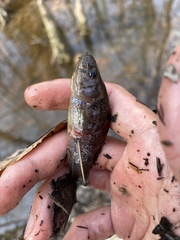 Aphredoderus sayanus
