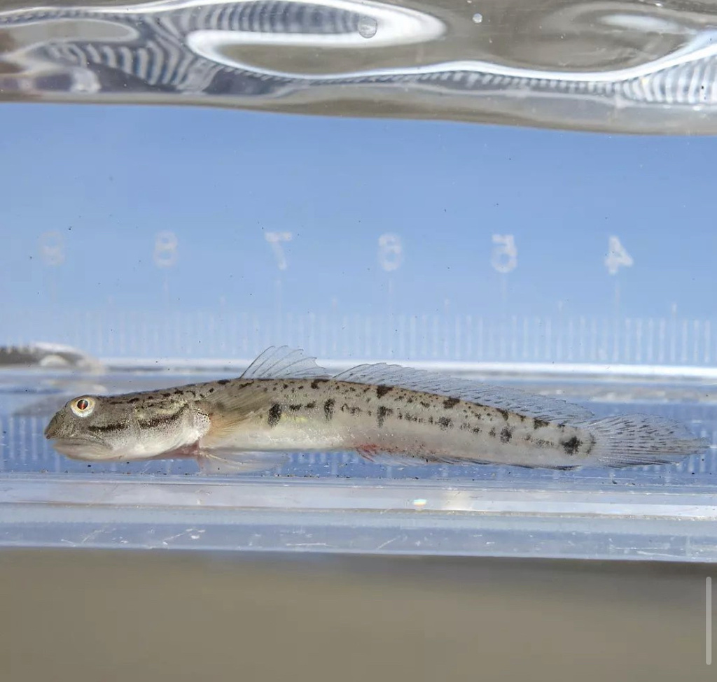 Apocryptodon punctatus