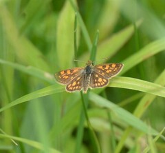 Carterocephalus mandan