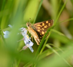 Carterocephalus mandan