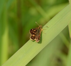 Carterocephalus mandan
