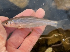 Cyprinella spiloptera