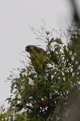 Platycercus caledonicus