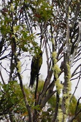 Platycercus caledonicus