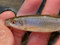 Cyprinella spiloptera