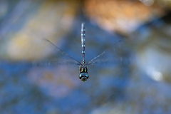 Austroaeschna pulchra