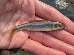 Cyprinella spiloptera