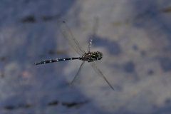 Austroaeschna pulchra