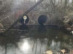 Cyprinella spiloptera