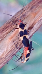 Oncopeltus sandarachatus