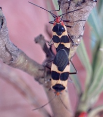 Oncopeltus sandarachatus