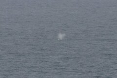 Eschrichtius robustus