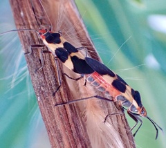 Oncopeltus sandarachatus