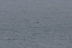 Eschrichtius robustus