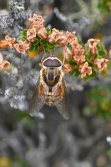 Pangoniinae