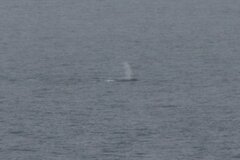 Eschrichtius robustus