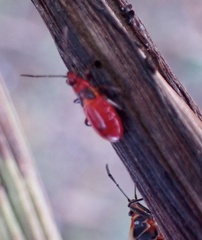 Oncopeltus sandarachatus