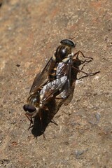 Scaptia jacksonii