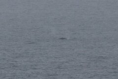 Eschrichtius robustus