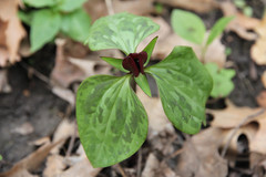 Trillium recurvatum