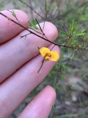 Dillwynia tenuifolia