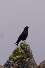 Corvus tasmanicus