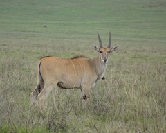 Tragelaphus oryx pattersonianus
