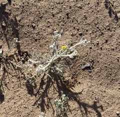 Baileya pauciradiata